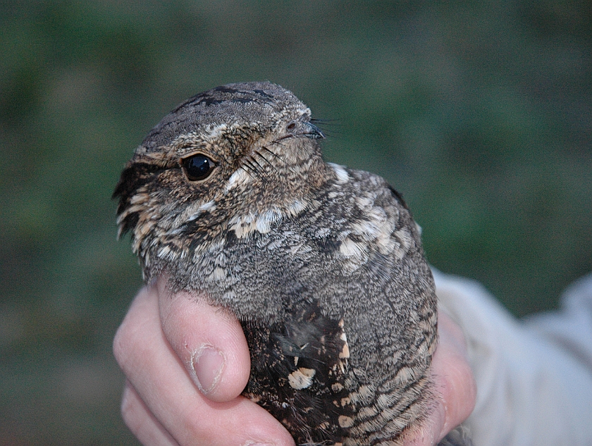 European Nightjar, Sundre